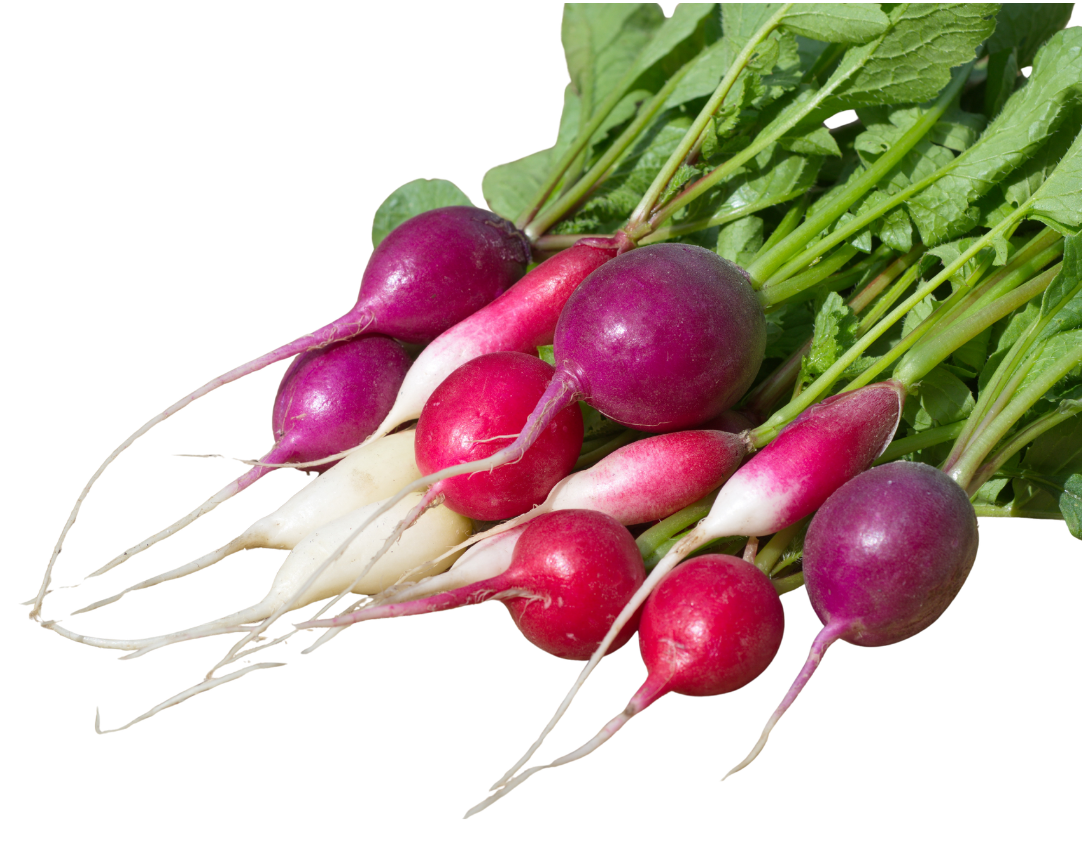 Radish.png