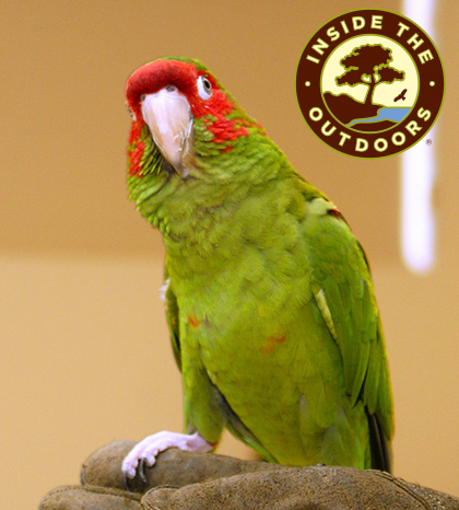 mitred conure perched on hand Inside the Outdoors logo in upper right corner