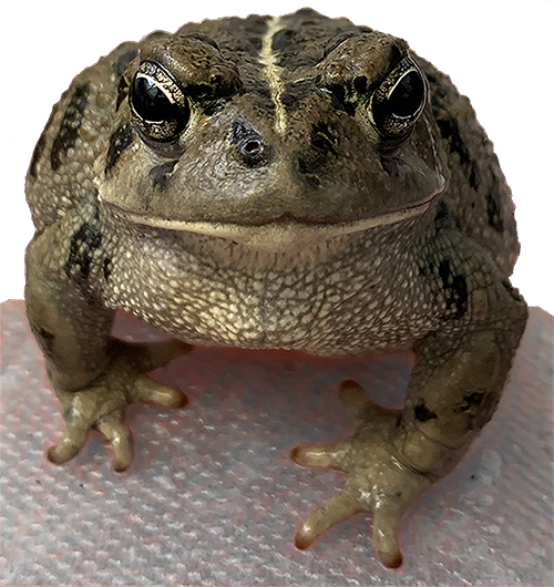 Western toad