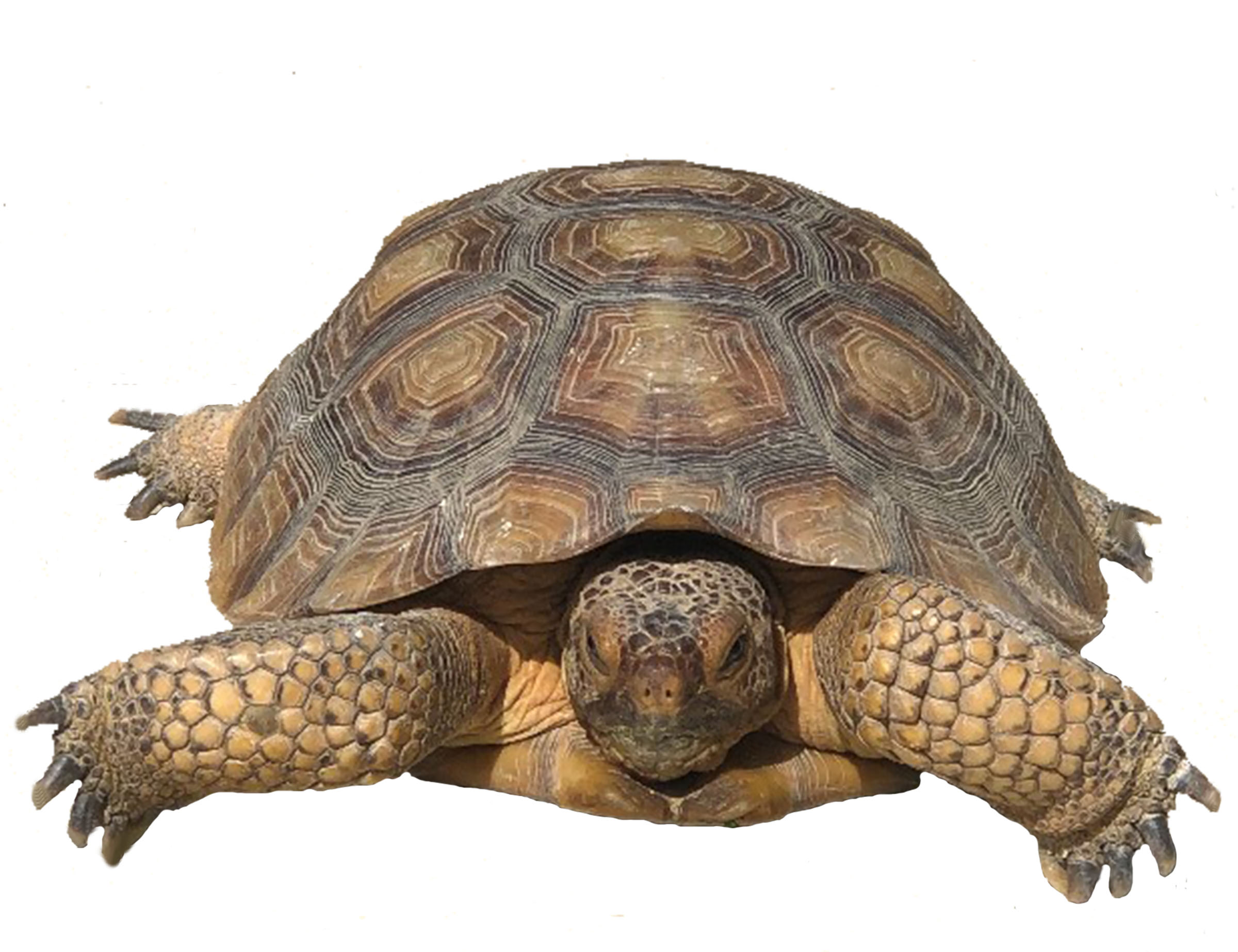 Harlow the Desert Tortoise image